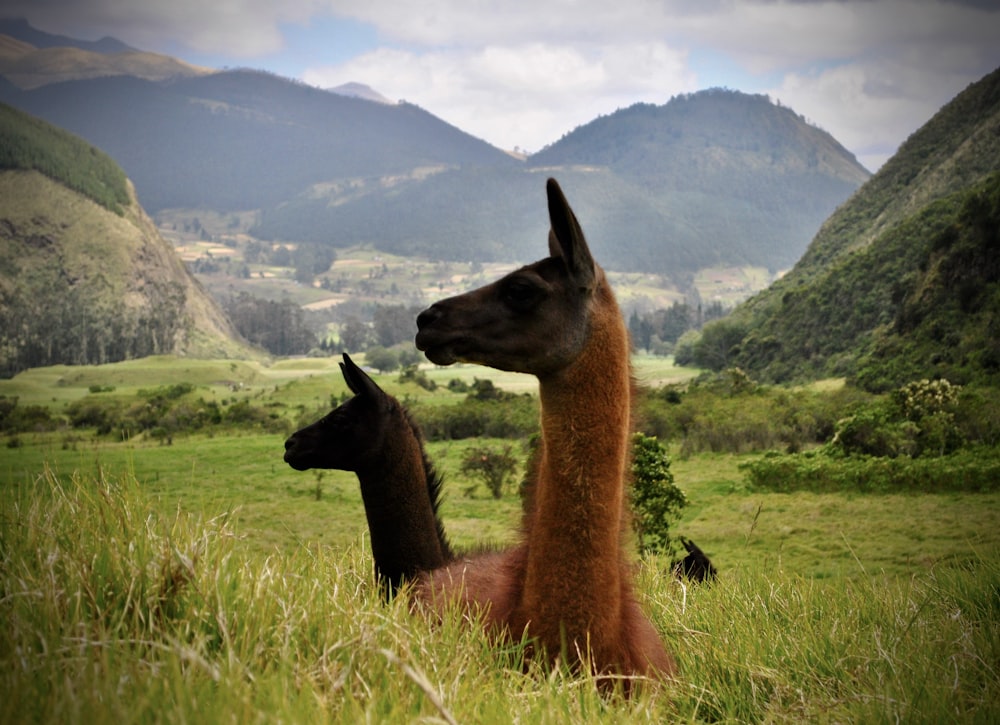 brown giraffe on green grass field during daytime