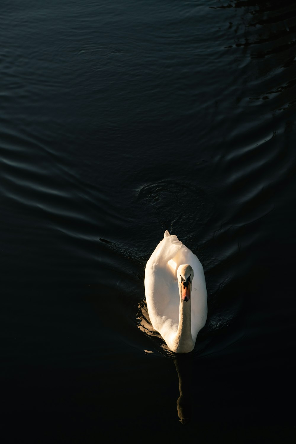 white swan on body of water