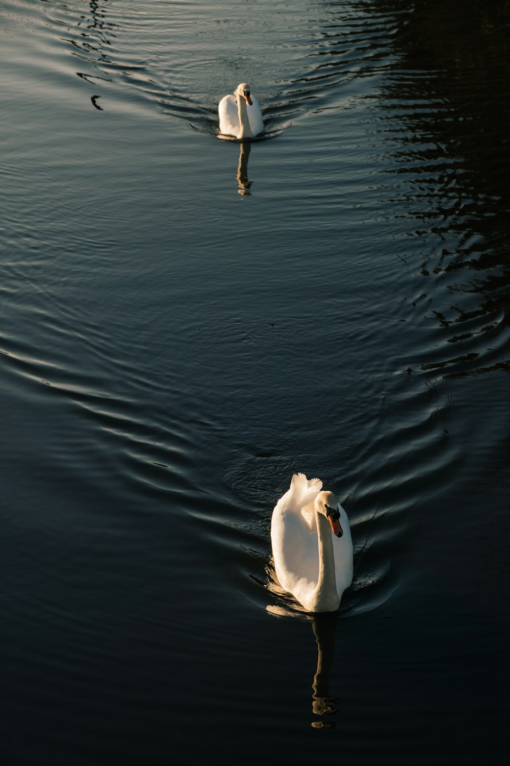 white swan on body of water during daytime