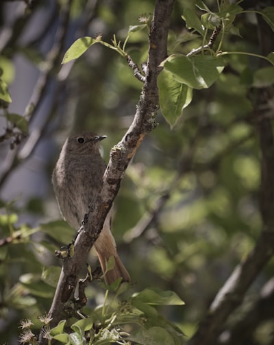 brown bird on tree branch during daytime