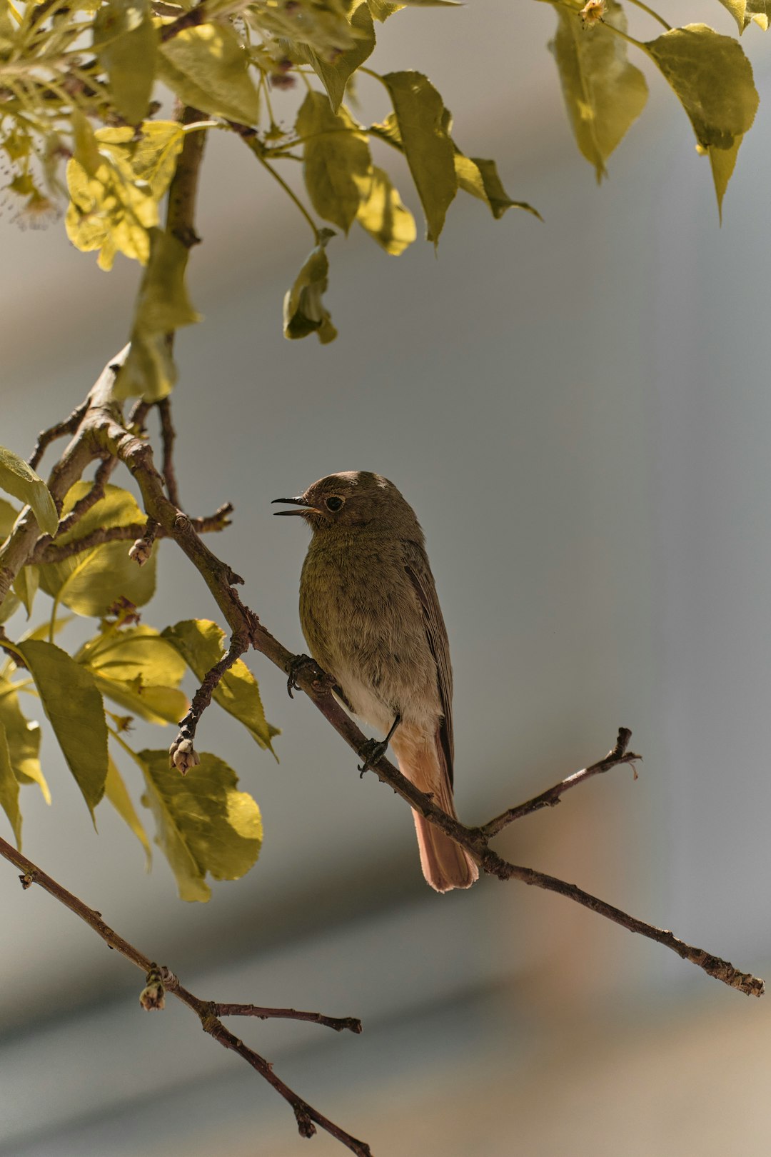brown bird perched on tree branch during daytime