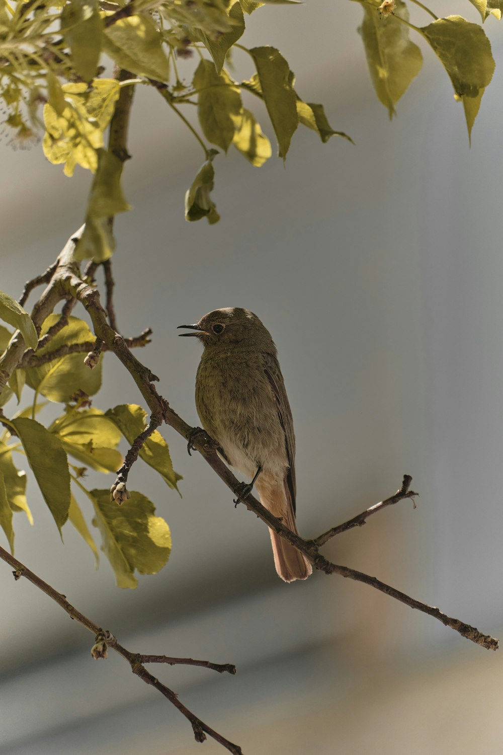 brown bird perched on tree branch during daytime