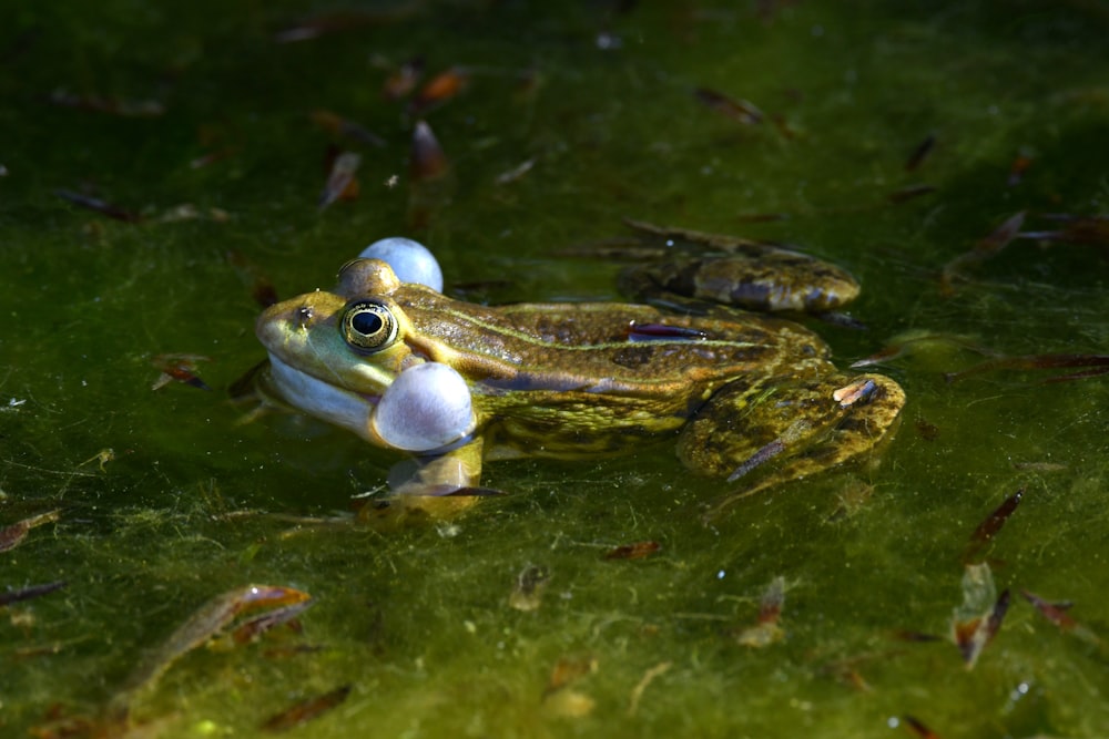 green frog on green water