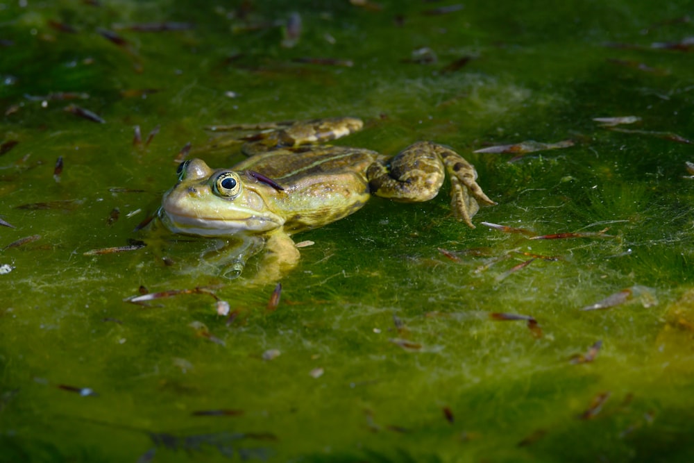 brown frog on green water