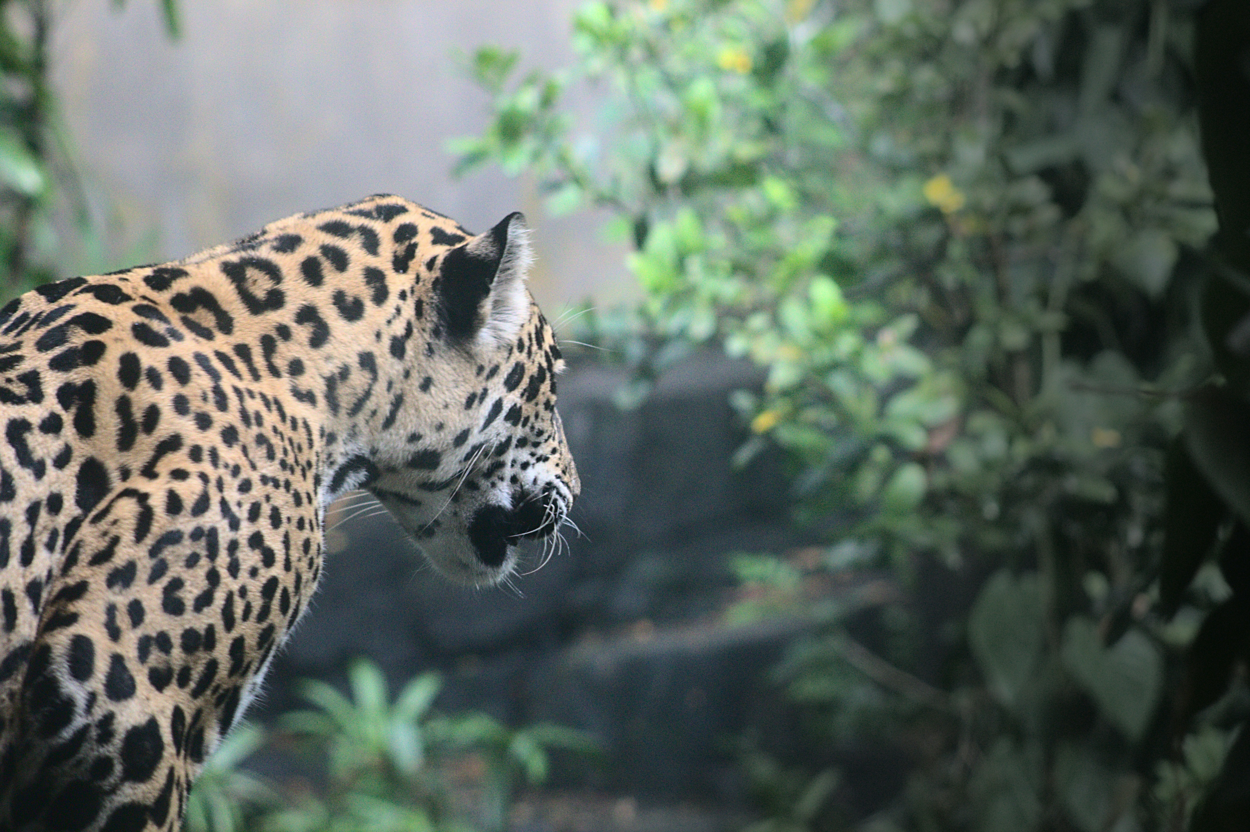 Photo by giuliogabrieli