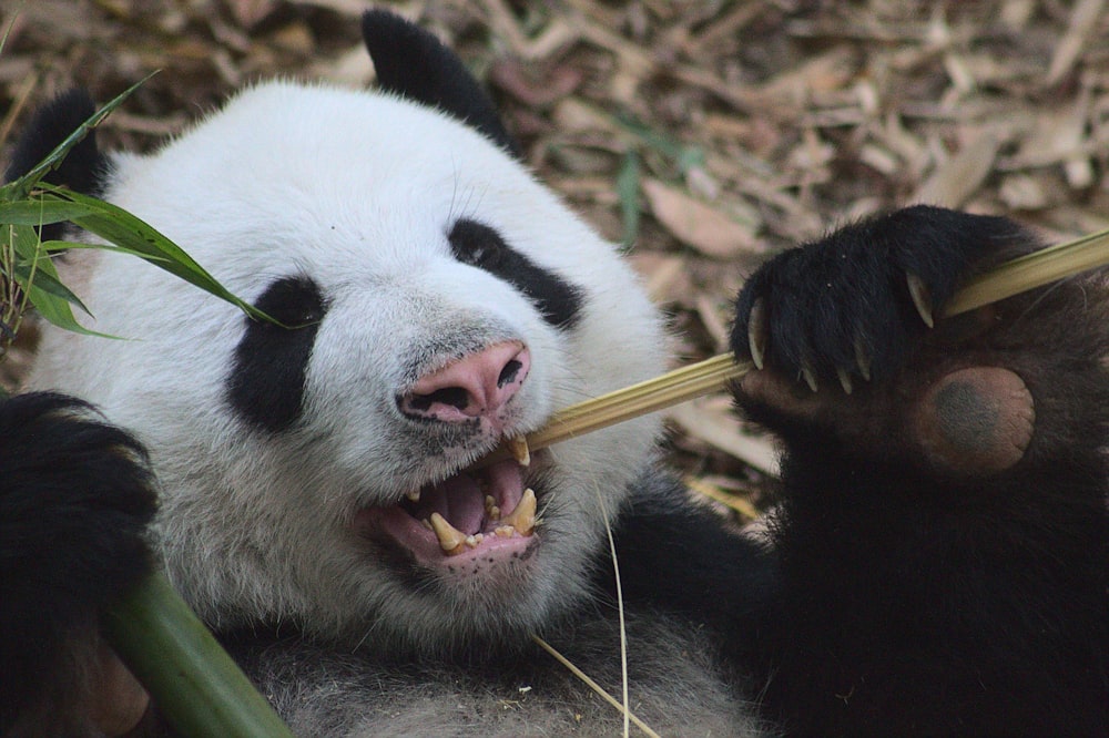 white and black panda eating black stick