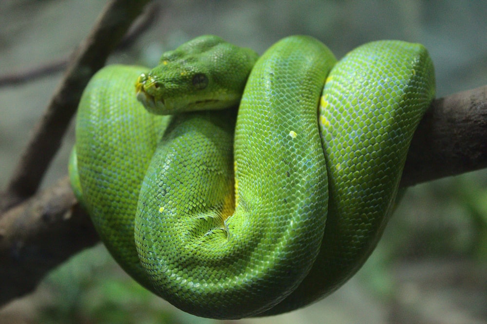green snake on brown tree branch