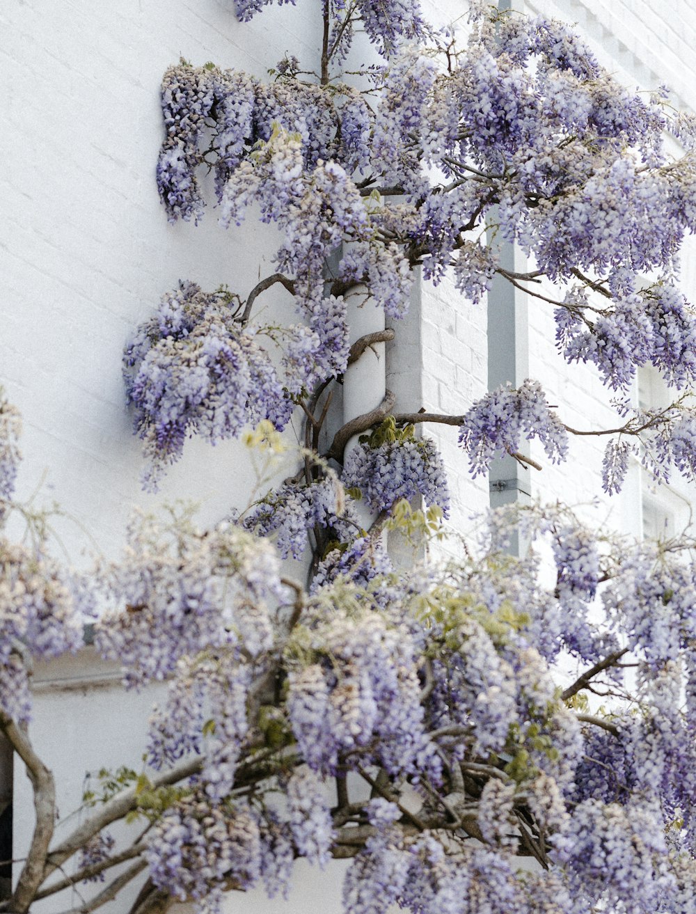 white and purple flowers on white wall