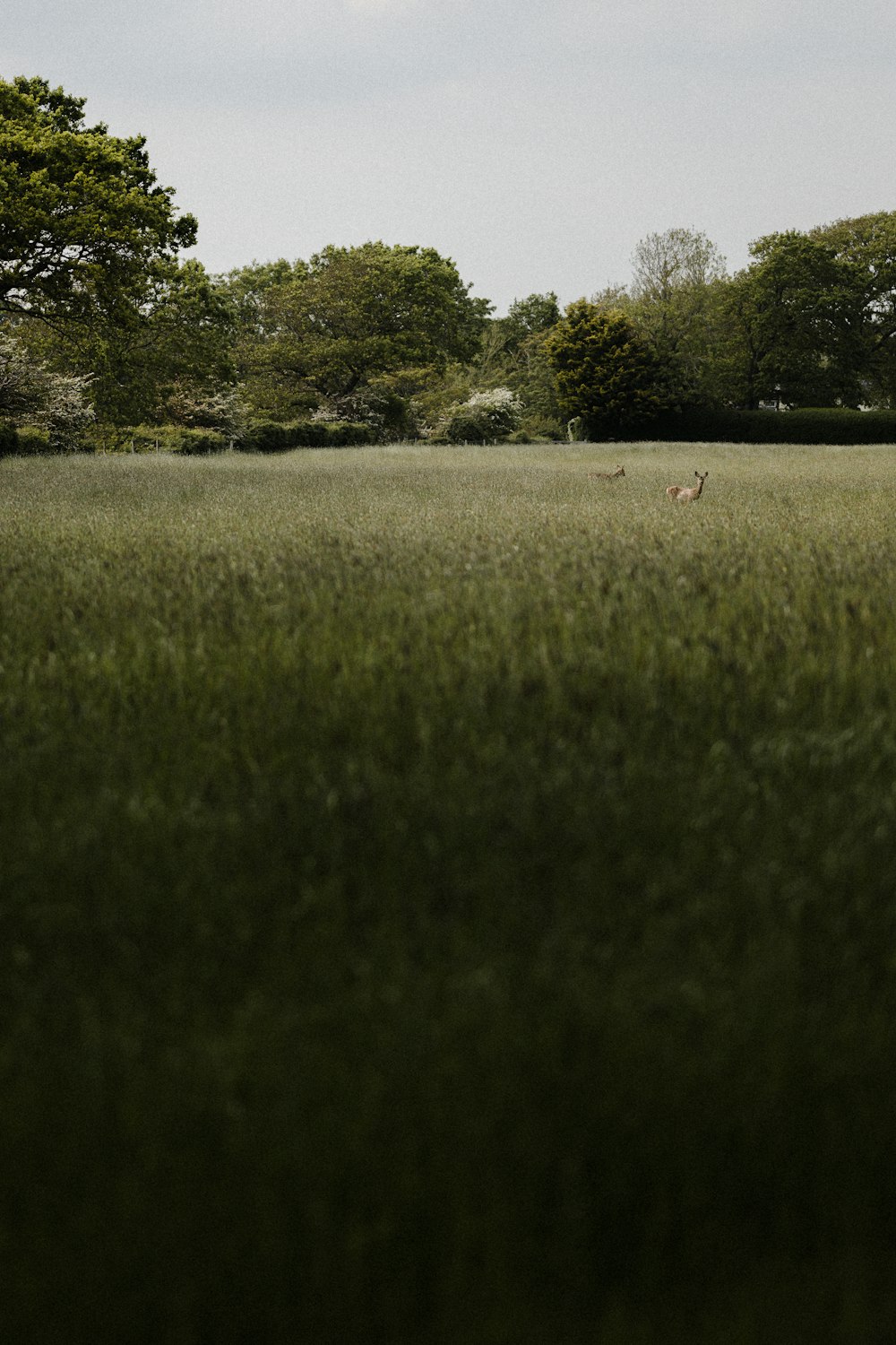 green grass field during daytime