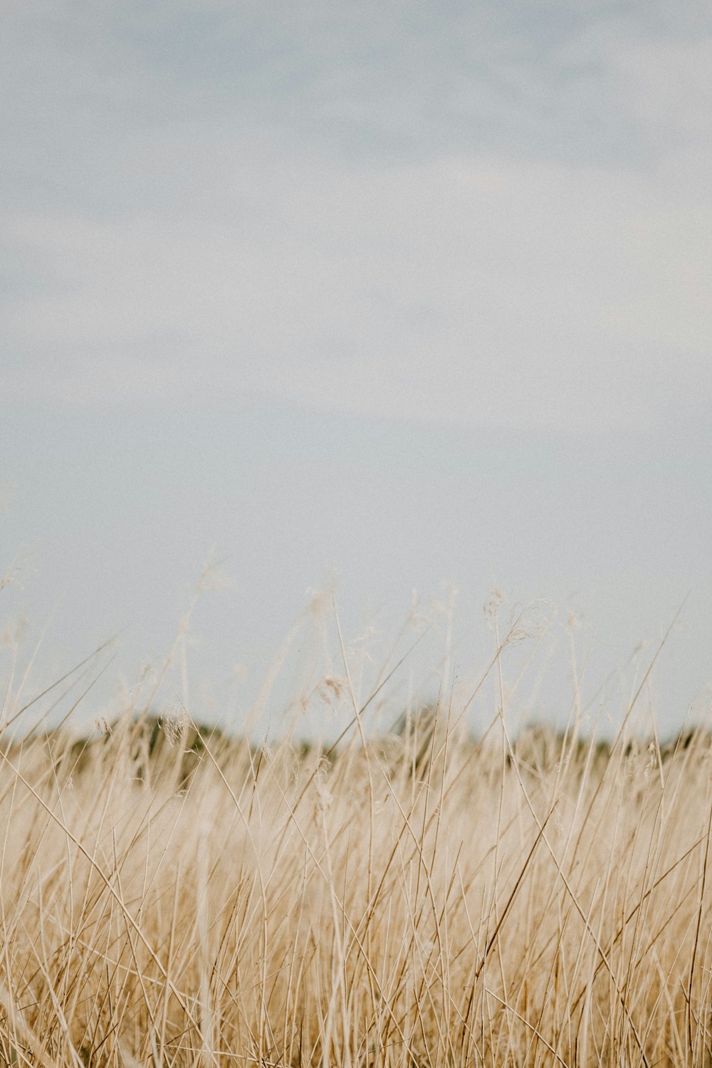 brown grass field under white sky during daytime