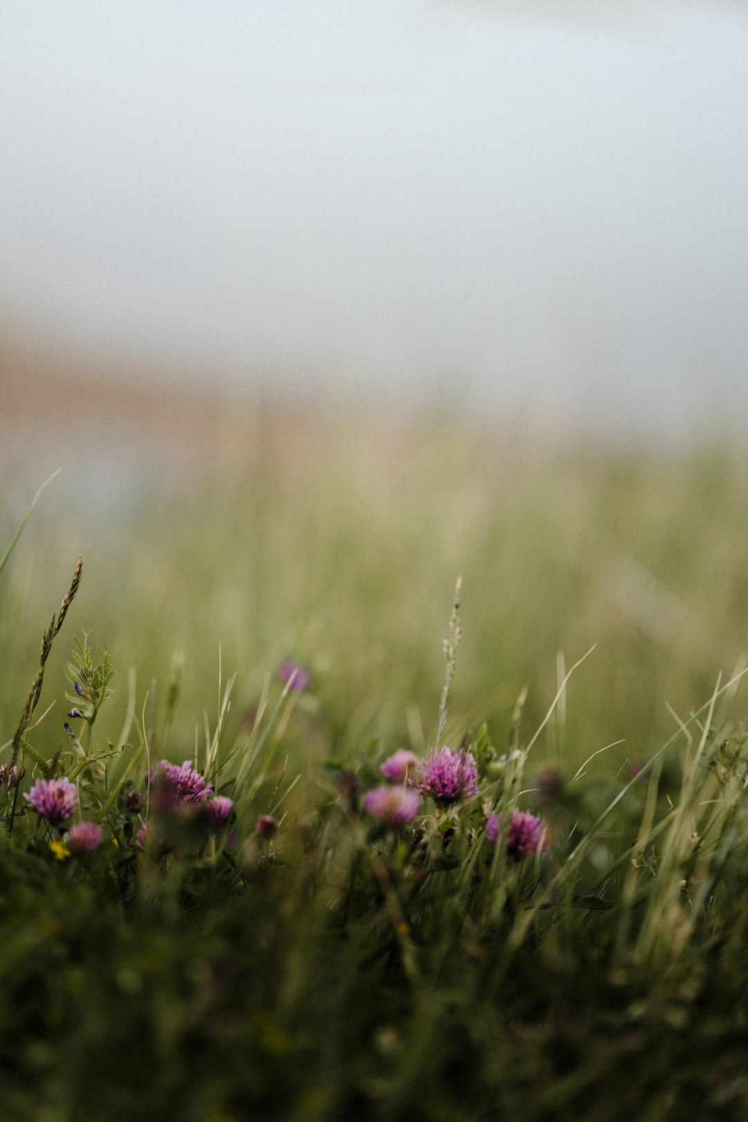 purple flowers in tilt shift lens