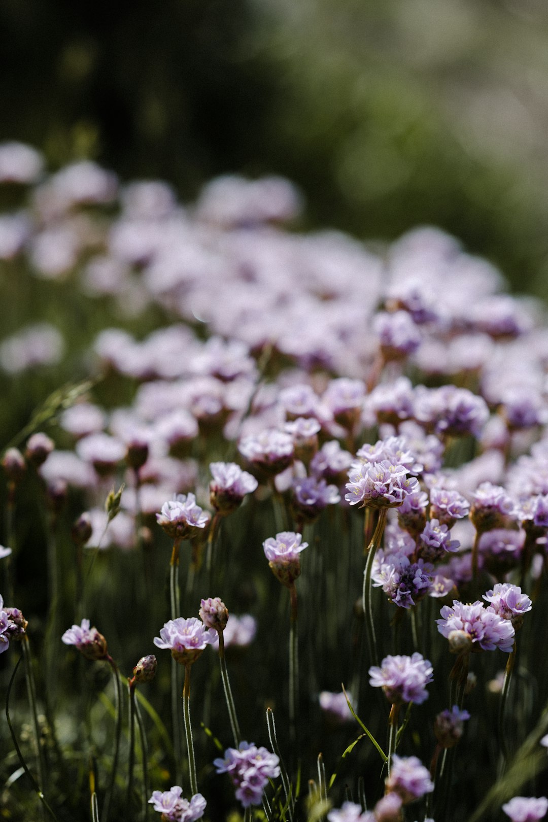 white and purple flowers in tilt shift lens