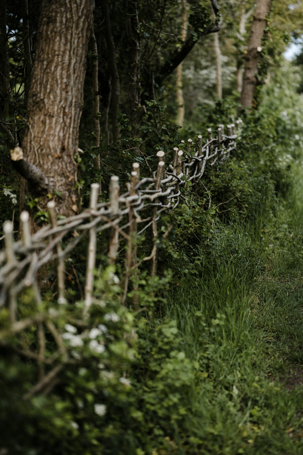 brown wooden fence on green grass field