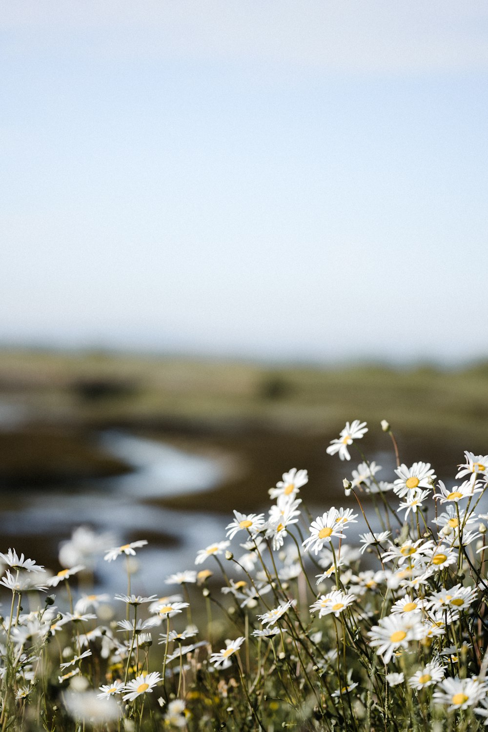white flowers near body of water during daytime