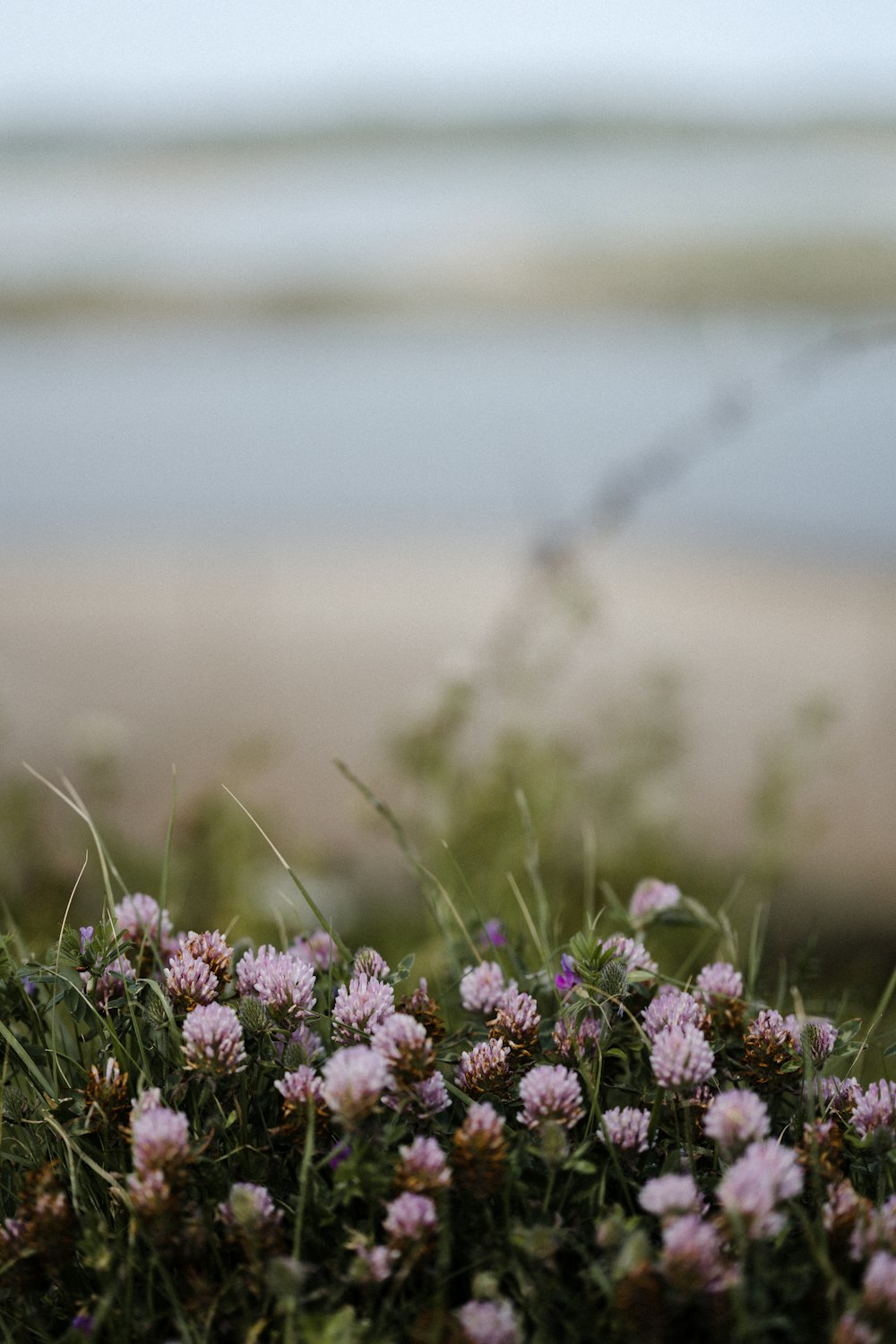 purple flowers in tilt shift lens