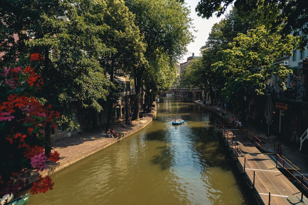 Rivière verte entre les arbres verts pendant la journée