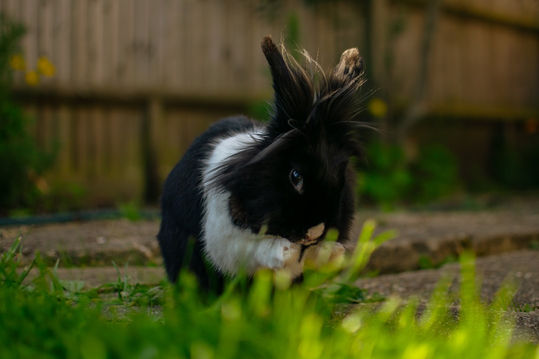 black and white rabbit on green grass during daytime