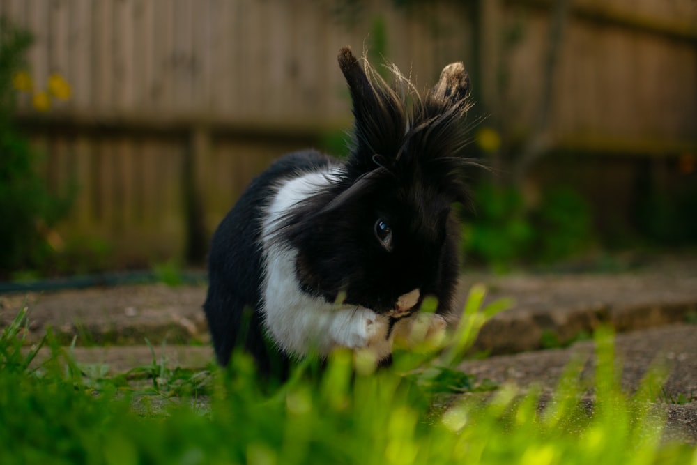 lapin noir et blanc sur l’herbe verte pendant la journée