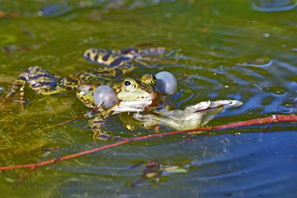 green frog on water during daytime