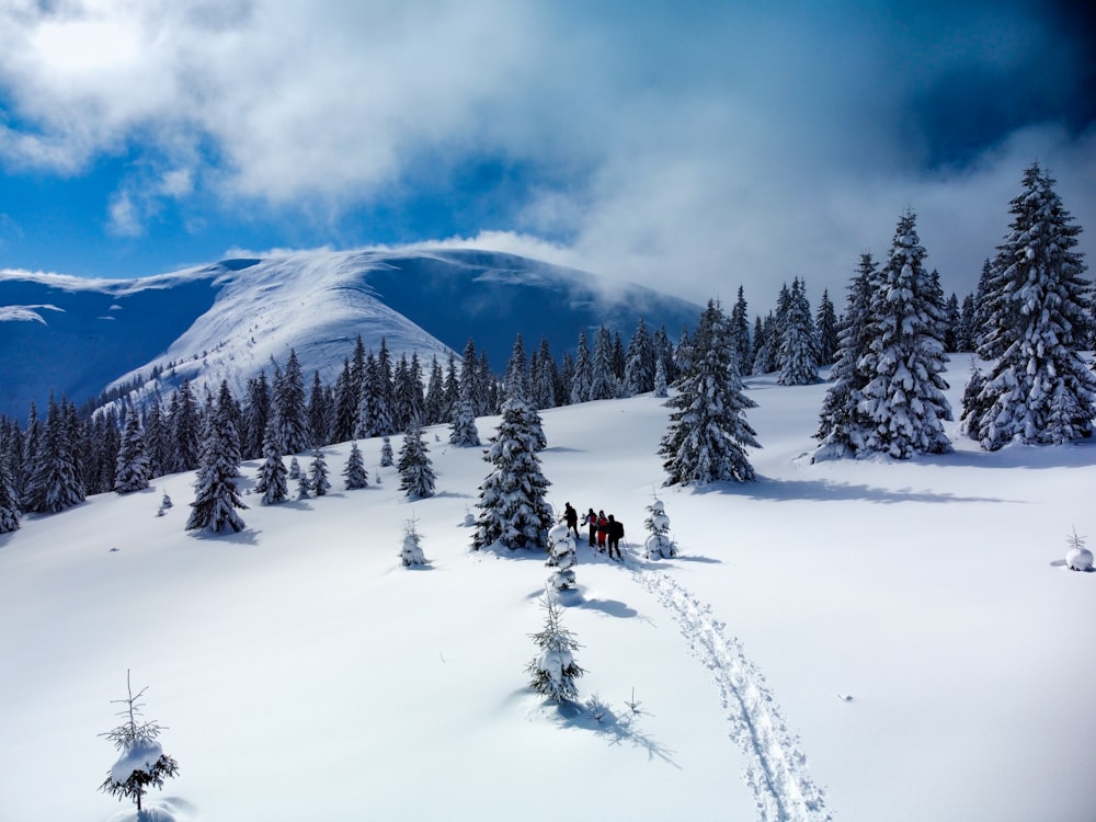 pini verdi su terreno coperto di neve sotto nuvole bianche e cielo blu durante il giorno