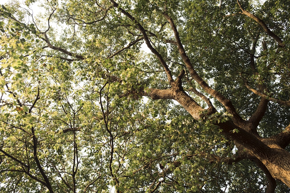 árbol verde y marrón durante el día