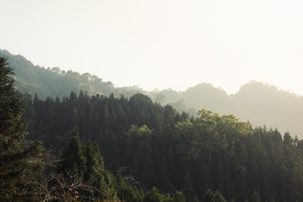 green trees on mountain during daytime