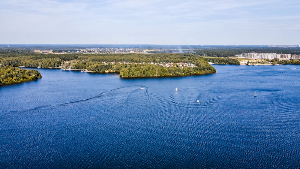 arbres verts sur l’île pendant la journée