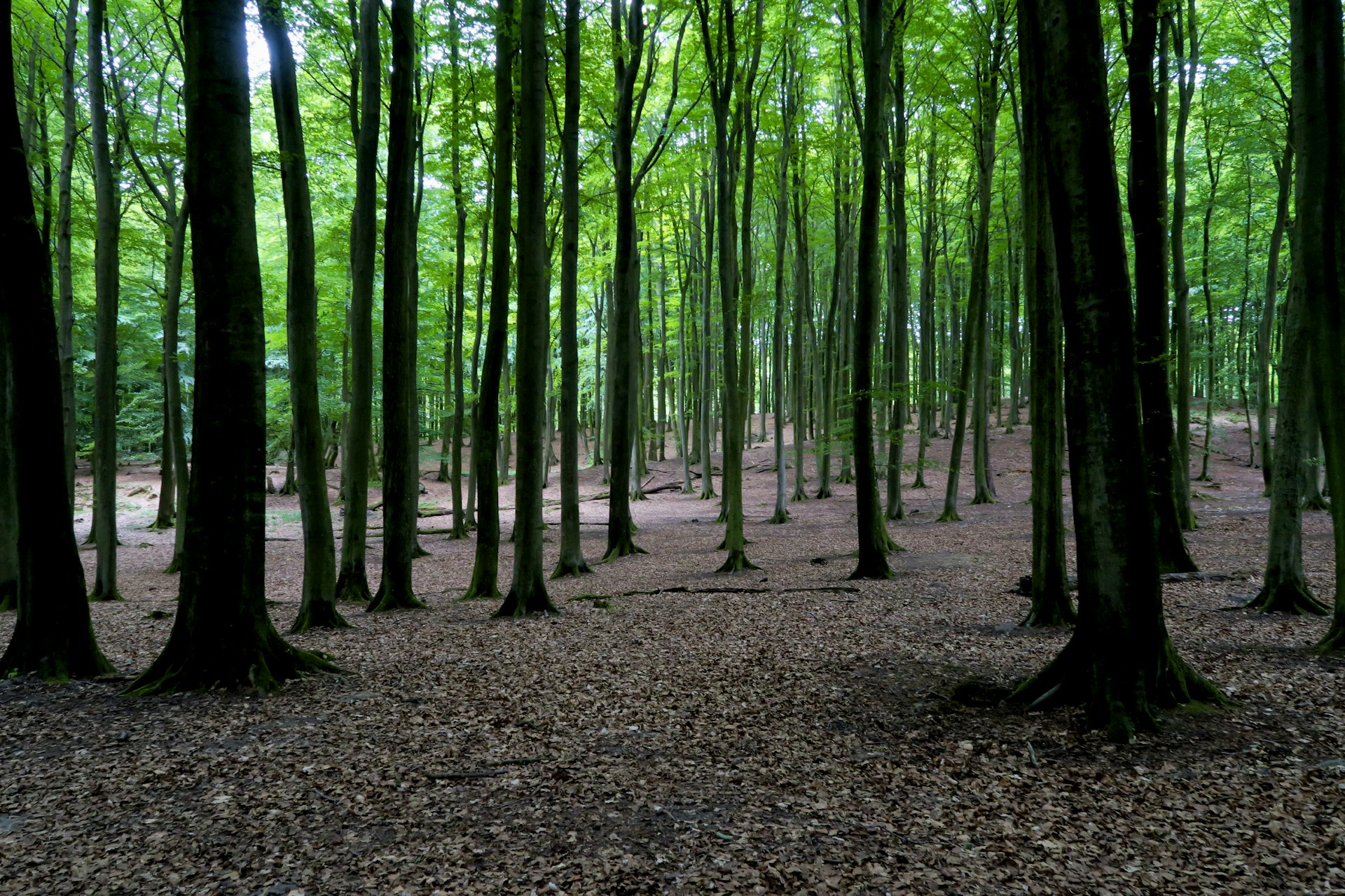 green trees on brown soil