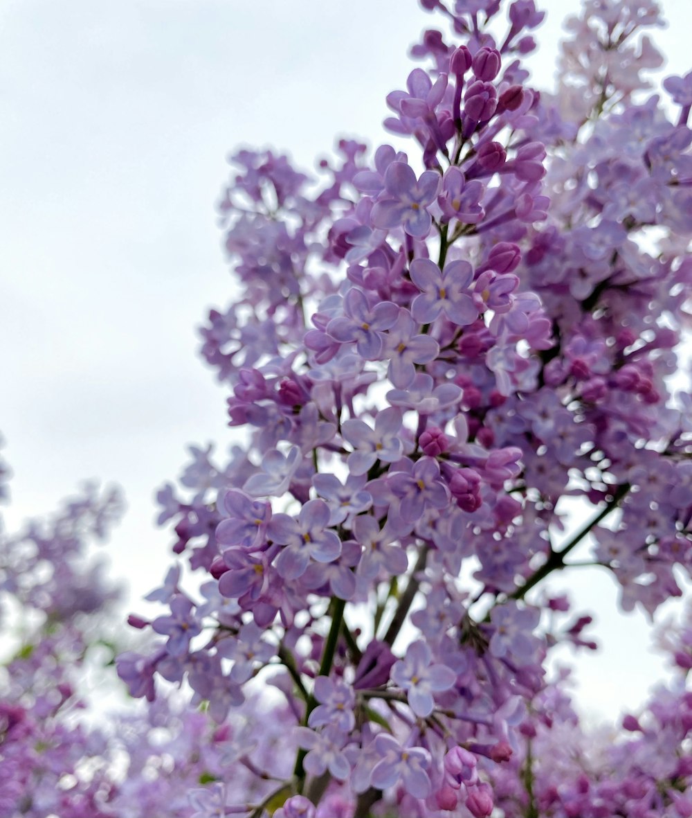 purple flowers under white sky during daytime