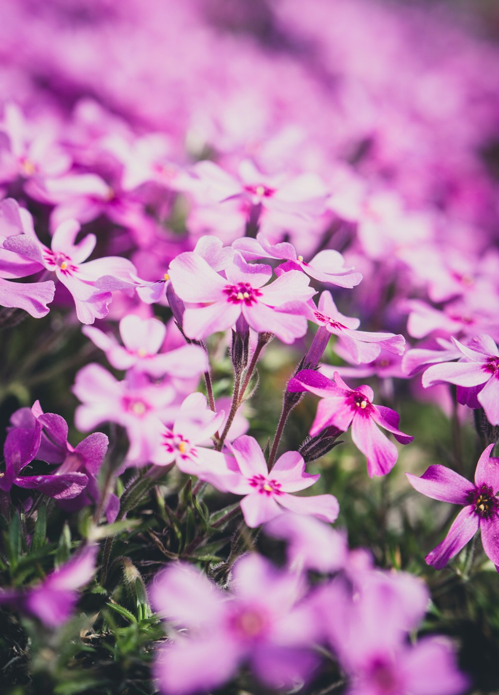 pink flowers on green grass during daytime