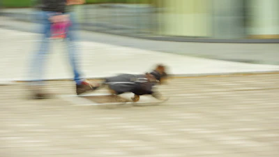 black and brown short coated dog running on brown field during daytime