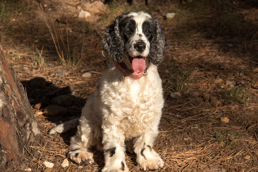 white and black short coated dog sitting on brown dried leaves