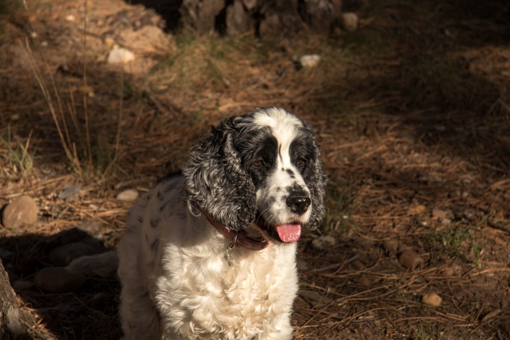 white and black short coated dog sitting on brown grass during daytime