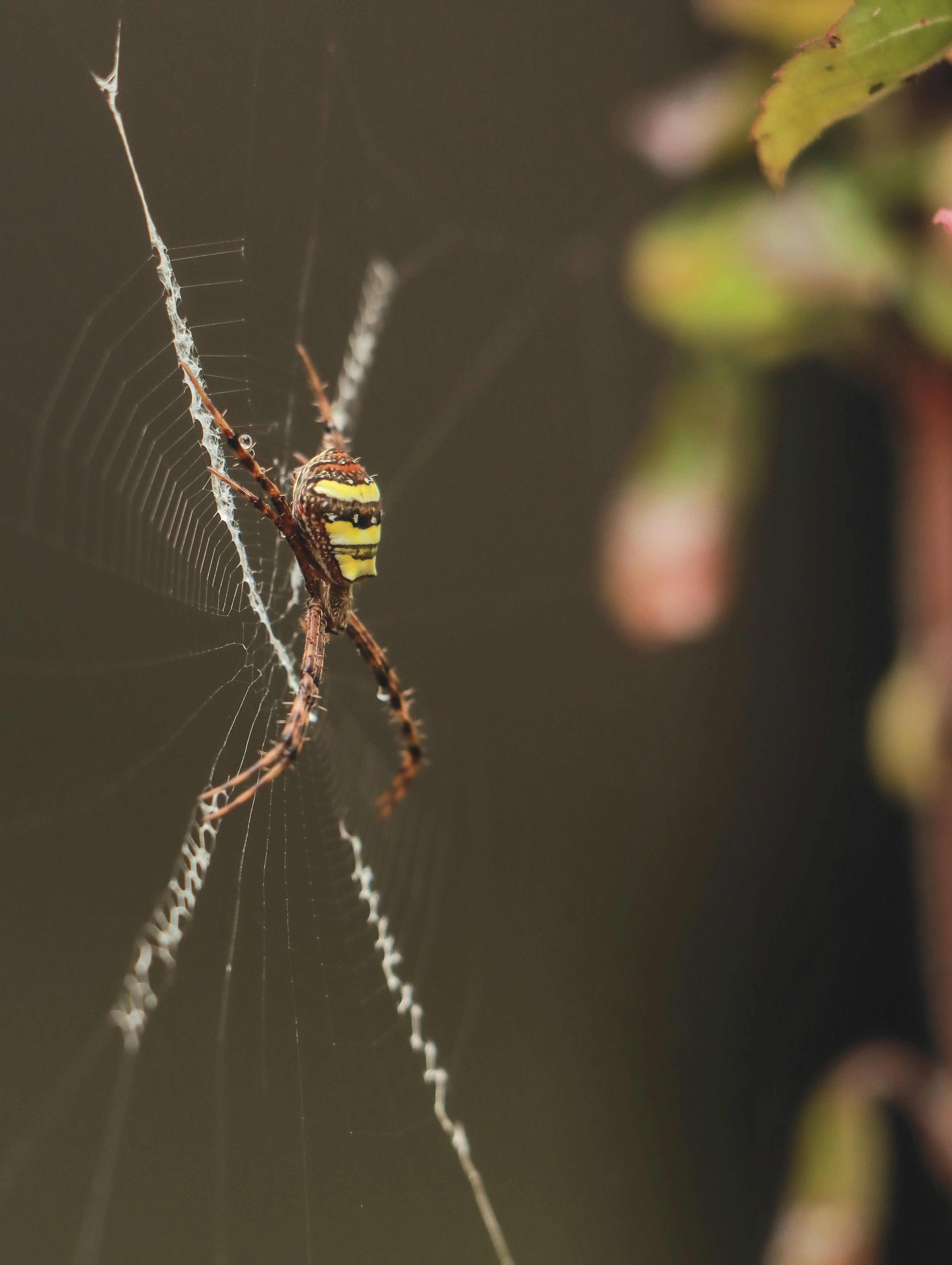 Photo by niranjan_photographs