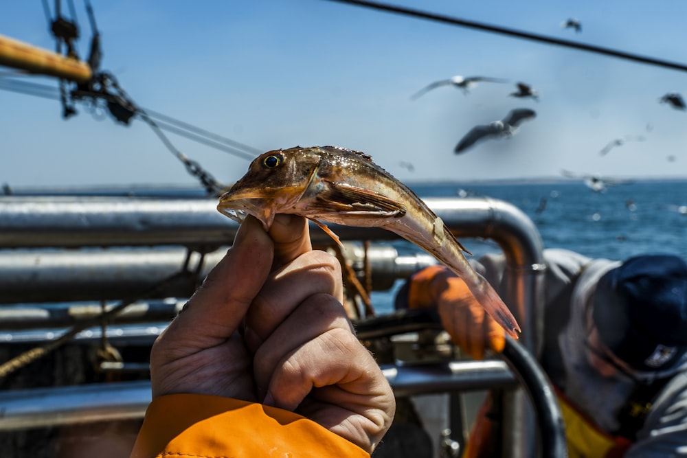 person holding brown and white fish