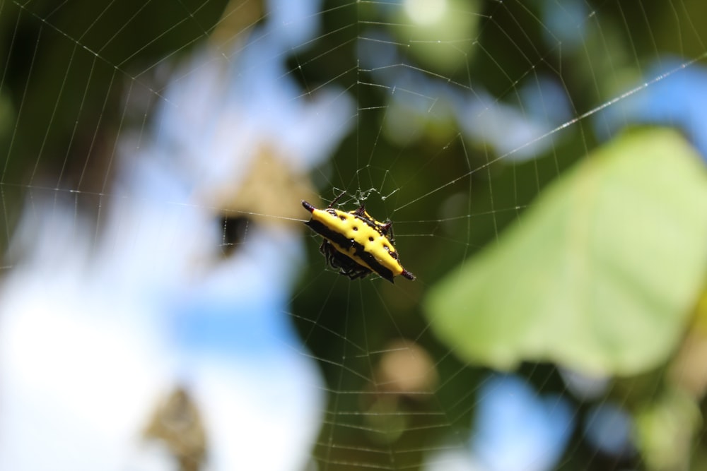 yellow and black spider on web in close up photography during daytime