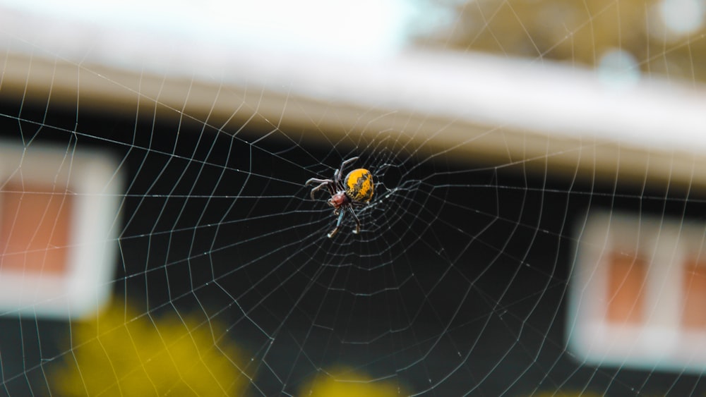 black and yellow spider on spider web in close up photography during daytime