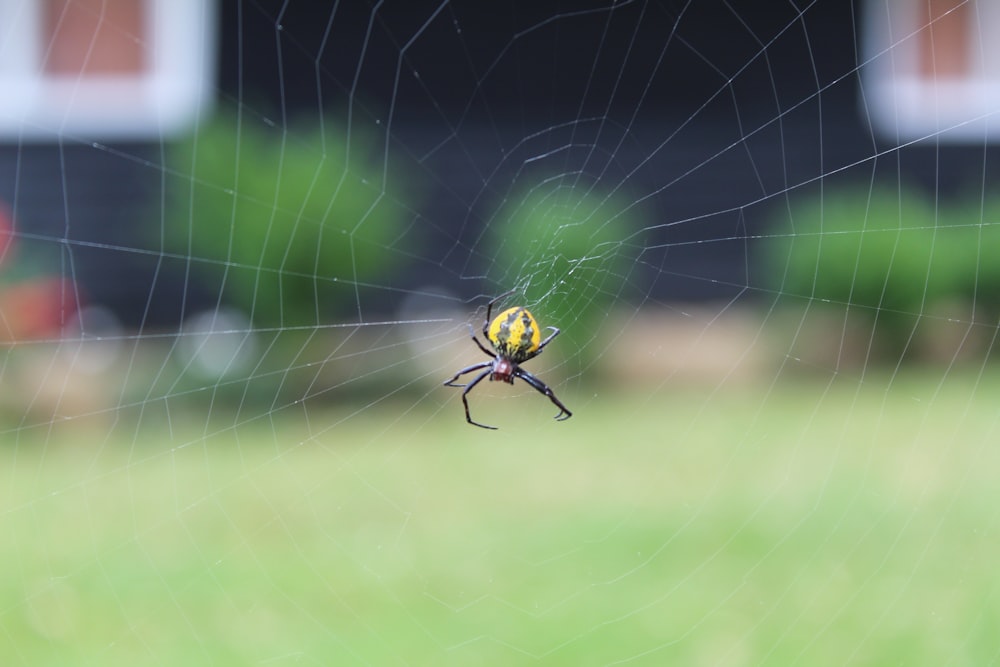 yellow and black spider on web during daytime