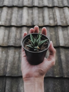 person holding green potted plant