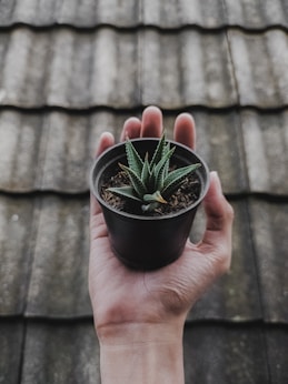 person holding green potted plant