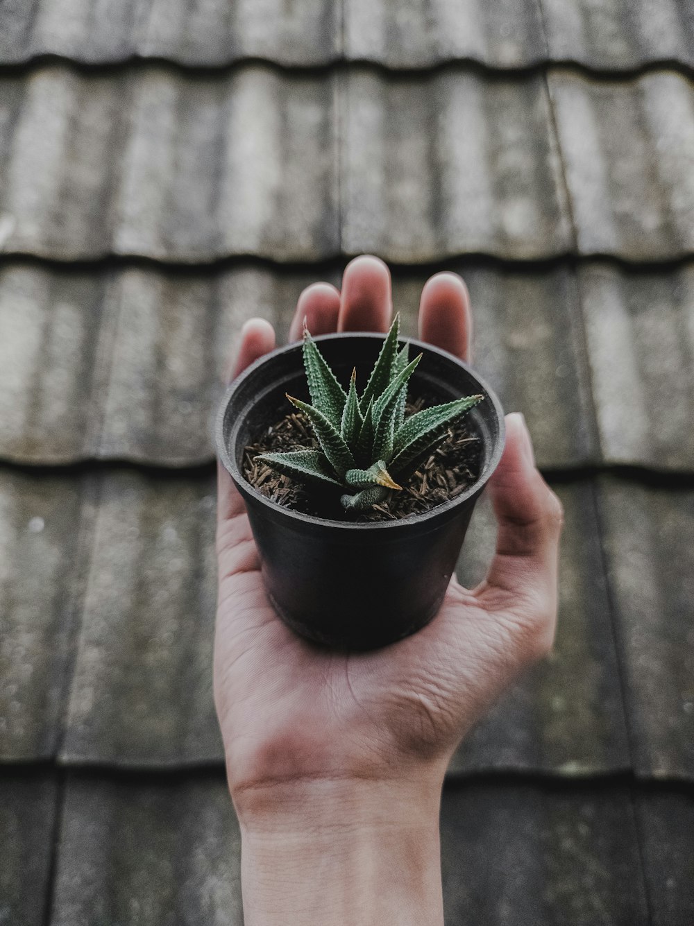 person holding green potted plant