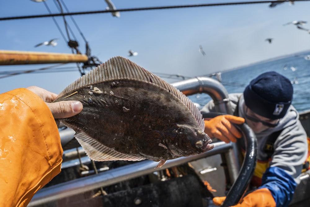 Person, die tagsüber schwarze Fische hält