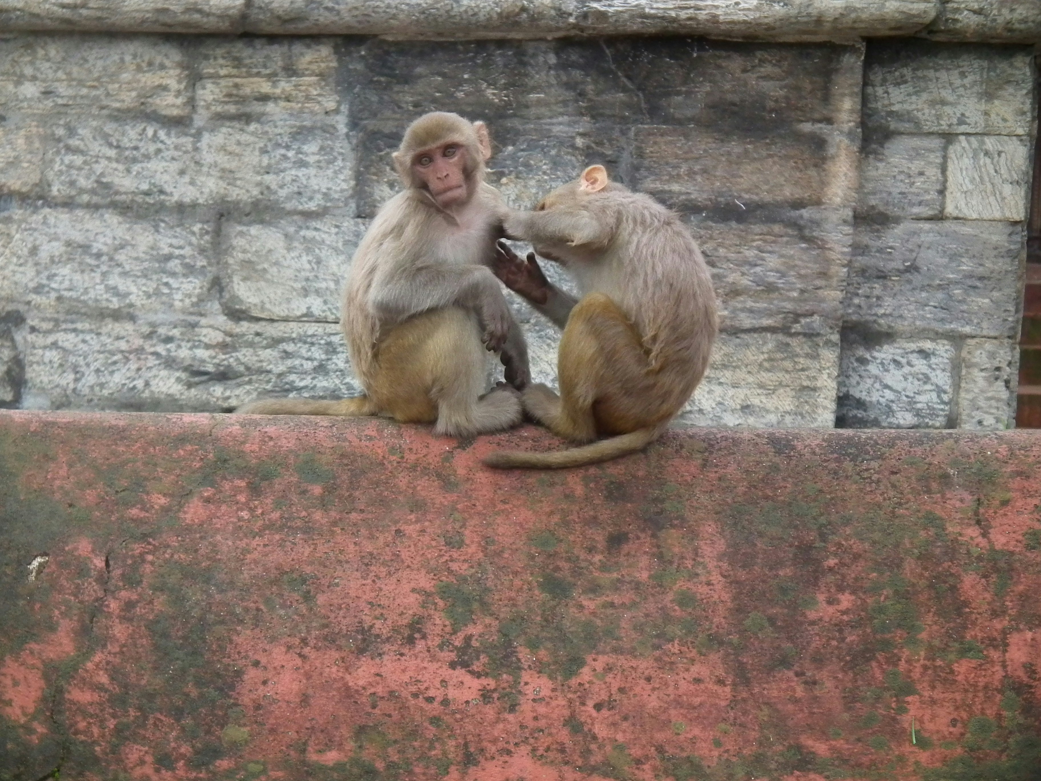 brown monkey sitting on concrete floor