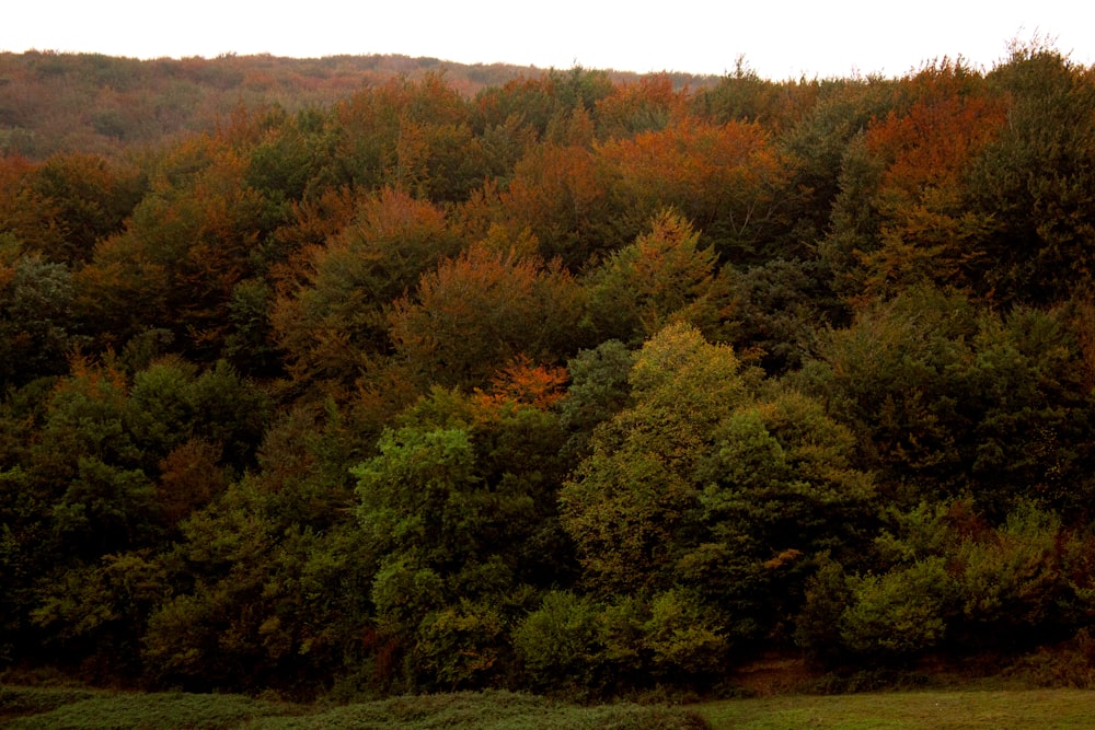 green and brown trees during daytime