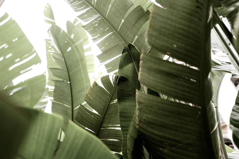 planta de hoja verde en fotografía de primer plano