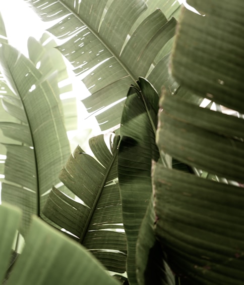 green leaf plant in close up photography