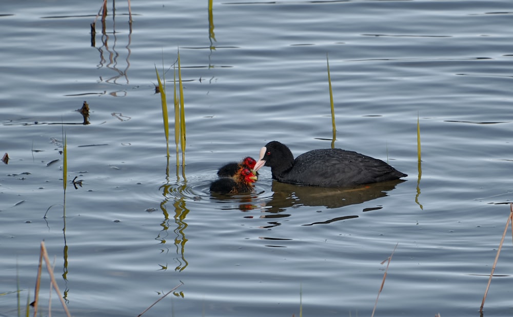 black duck on water during daytime