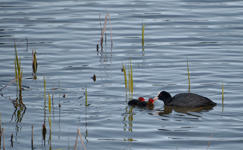 black duck on water during daytime