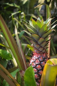green and yellow pineapple fruit