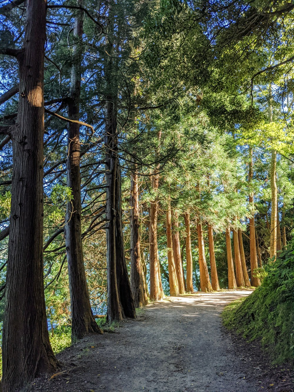 gray pathway between green trees during daytime